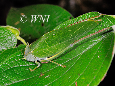 Steirodon dentiferoides